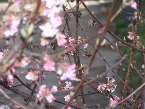 Hoja, Flowers