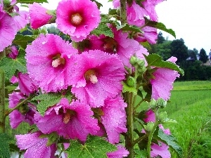 Hollyhocks, beatyfull