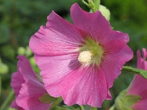 Flowers, Hollyhocks, Pink