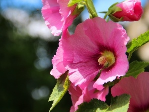 Hollyhocks, Pink