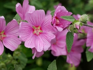 Pink, Hollyhocks, Flowers