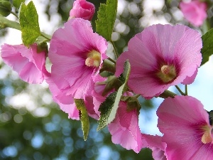 Hollyhocks, Pink