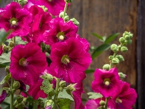 Hollyhocks, Purple