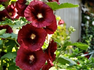 Hollyhocks, Red