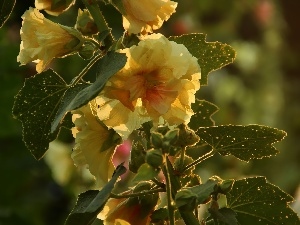 Hollyhocks, Yellow