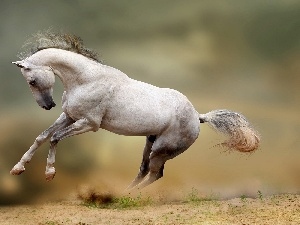 Horse, White
