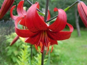 red hot, Lily