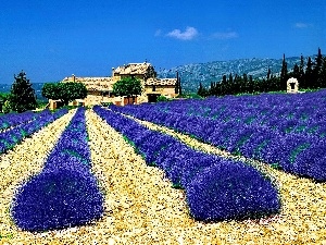 lavender, house, Field
