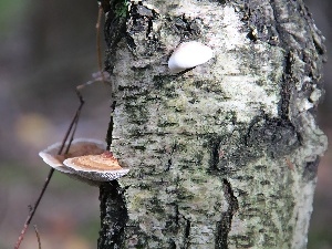 Hubs, cork, trunk, birch-tree