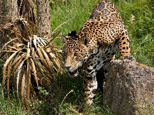 Stone, hunting, Jaguar