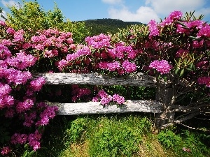 rhododendron, Hurdle