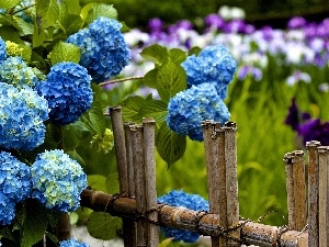 hydrangea, Hurdle, Blue