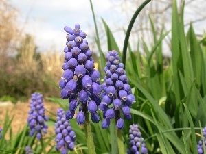 hyacinth Muscari