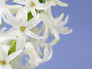 hyacinth, White