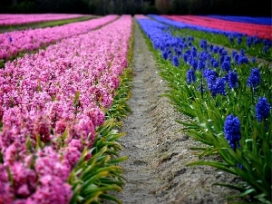 Hyacinths, color