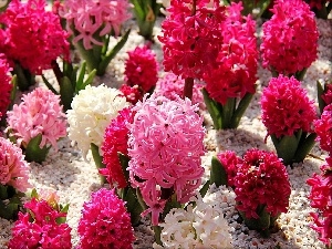 Hyacinths, color