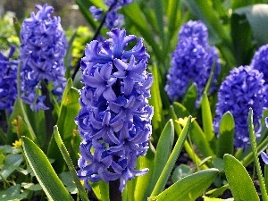 purple, Hyacinths, beatyfull