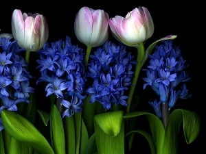 Hyacinths, Tulips