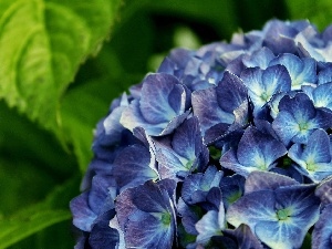 hydrangea