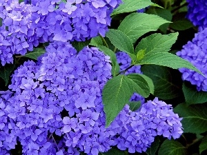 hydrangea, Blue