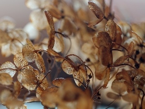 hydrangea, dry