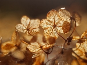 hydrangea, Colourfull Flowers, Dried