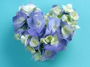 Flowers, hydrangea, Heart