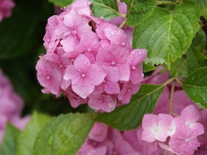 Flowers, hydrangea, nature