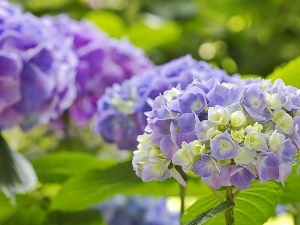 hydrangea, Flowers