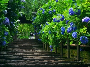 hydrangea, Blue, old, Stairs