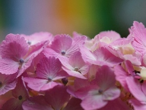 Pink, hydrangea, Flowers