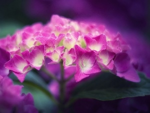 hydrangea, Pink