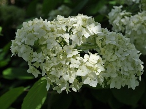 hydrangea, White