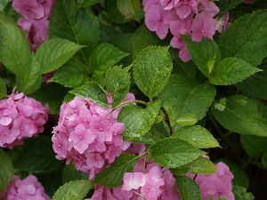 hydrangea