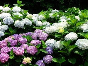 hydrangeas, color