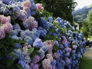 Flowers, hydrangeas, Bush