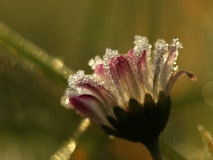 ice, crystals, frozen, daisy