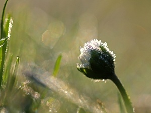 ice, crystals, frozen, daisy