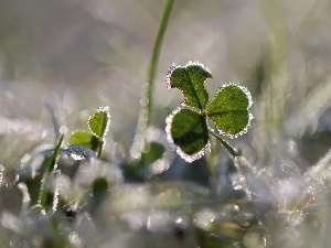 ice, crystals, frozen, trefoil