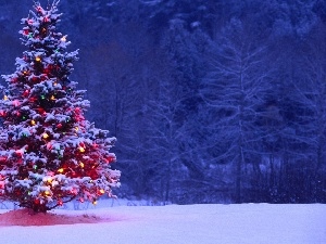 illuminated, christmas tree, winter