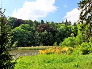 car in the meadow, rushes, forest, lake