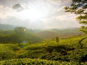 india, Munnar, plantation, tea