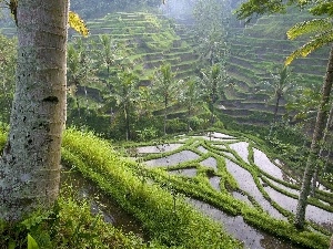 indonesia, Bali, Field, rice