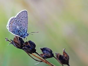 Dusky, Insect, butterfly