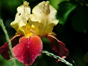 iris, drops, Colourfull Flowers