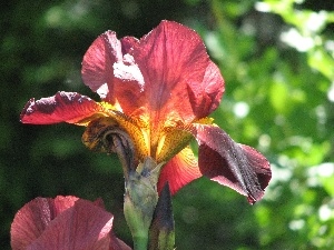 iris, flakes, Colourfull Flowers