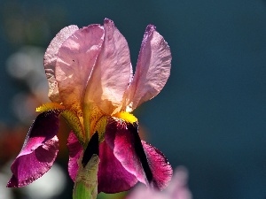 iris, Pink