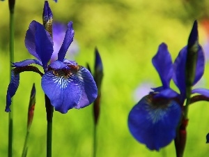 Siberian Iris, iris