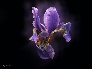iris, Violet