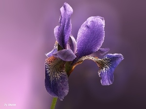 iris, Violet